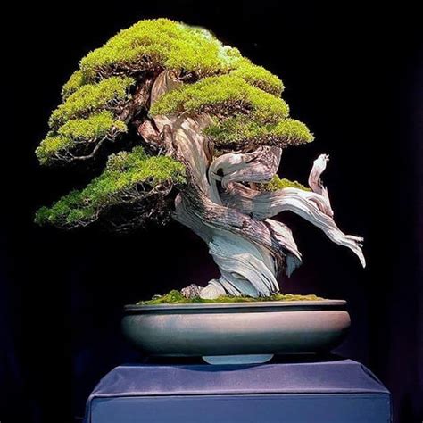The most expensive Bonsai tree in the world. Over 300 years old (Xpost