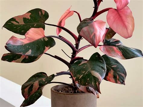 10 most expensive indoor plants you can add to your home