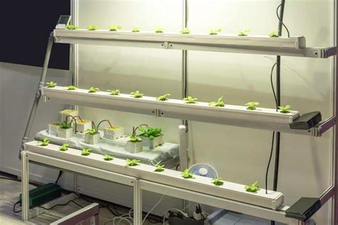 Most Expensive Hydroponic Plants