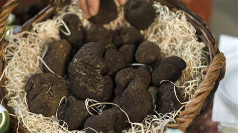 Most Expensive Truffles Fungus