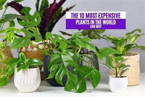 Most Expensive Wild Plants