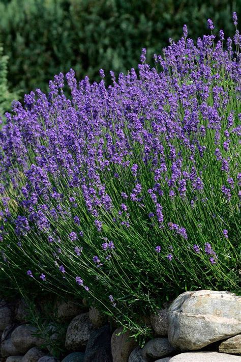 Most Fragrant Lavender Plants