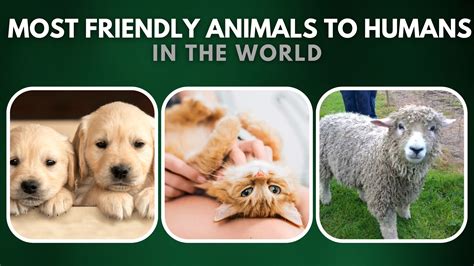 most friendly animals to humans