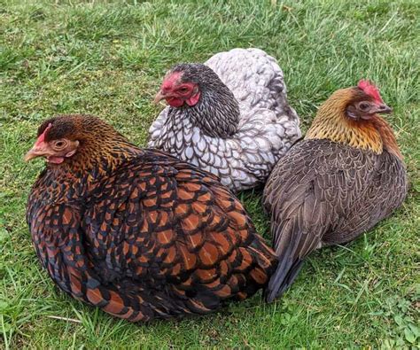 most gentle chicken breeds