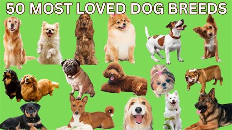 Most Loved Dog Names