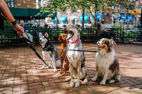 most pet friendly cities in the us