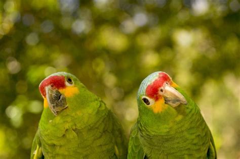 Most Popular Amazon Parrot