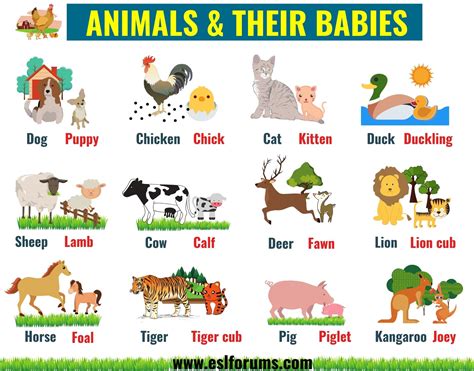 most popular animals for kids