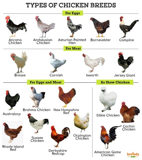 most popular chicken breeds