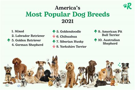 most popular dog breeds in us