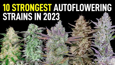 most popular marijuana strains 2023