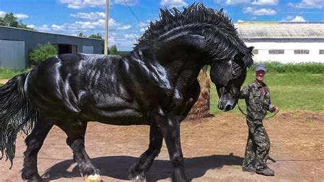 most powerful horse breed