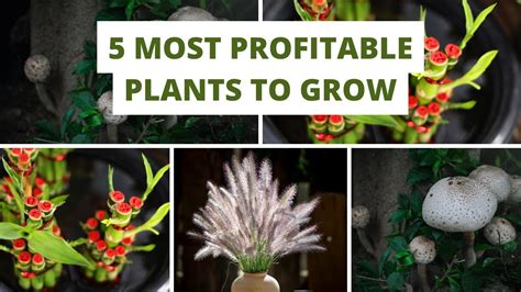 Most Profitable Plant