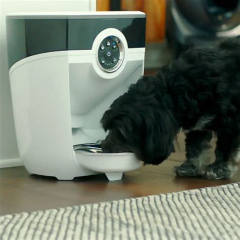 Most Reliable Automatic Dog Feeder