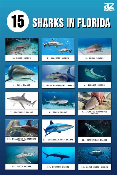 Most Sharks In Florida