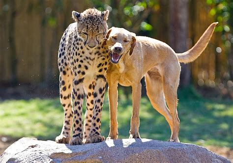 most unusual animal friends