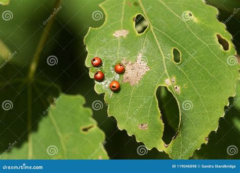 Moth Caterpillar Eggs