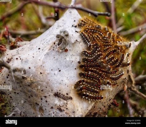 Moth Caterpillar Nest