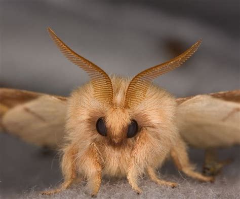 Moth Face
