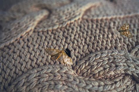 Uncovering the Mystery Behind Those Insidious Moth Holes in Your Clothing