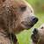 mother bear and baby bear videos