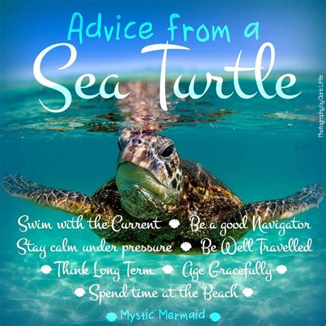 slow joke turtle Massage quotes, Inspirational quotes for women