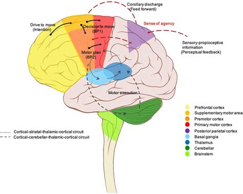 Motor Circuit Brain