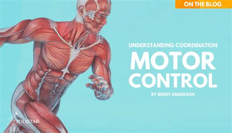 motor control exercise science