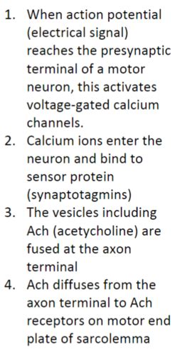 Motor Control Final Quizlet