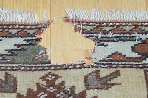 Motten im Teppich tiere frageundantwort Wochenblatt für