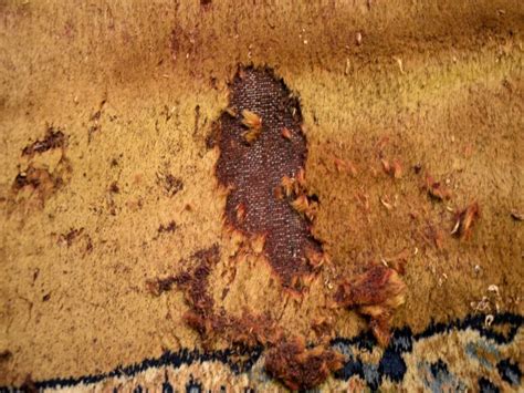 Coupon Mischung Werkzeug motten teppich entfernen Augenbraue einfallen