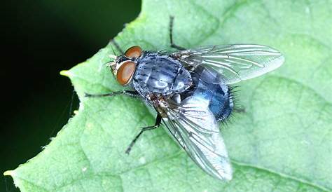 Insectes de nos maisons - Penntybio