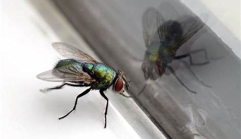 Comment se débarrasser des mouches dans une maison ? - Conseils d'experts