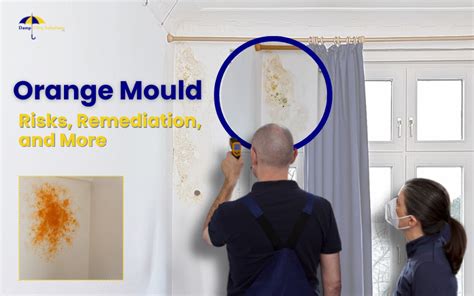 Mould Orange: Hidden Health Threats Revealed