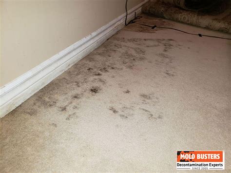 mould under carpet