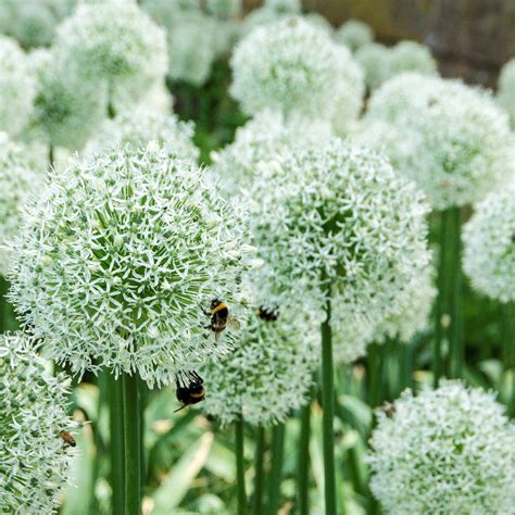 mount everest allium