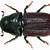 mountain pine beetles
