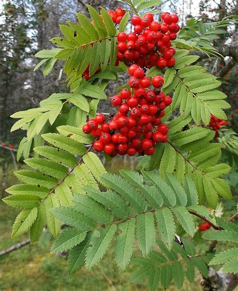 mountain ash tree facts