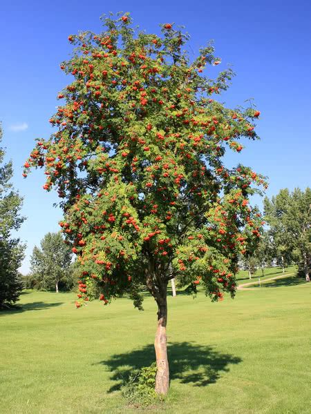 mountain ash tree for sale