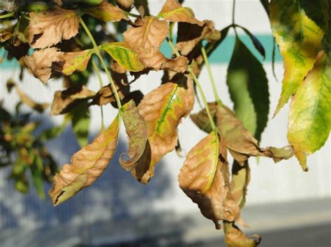 mountain ash tree problems