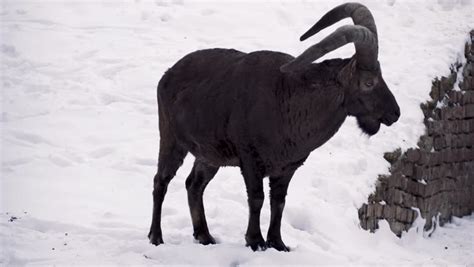 mountain goat dinar