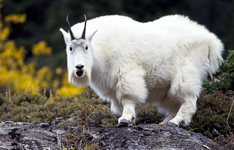 mountain goat facts and information