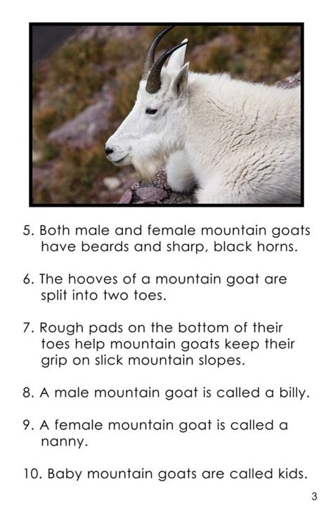 mountain goat information for kids