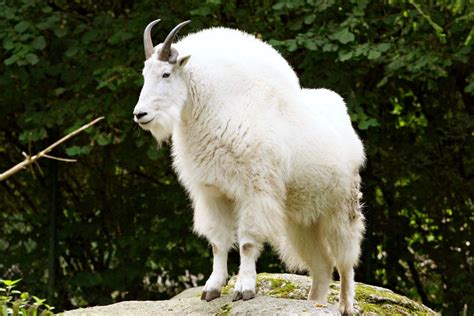 mountain goat lifespan