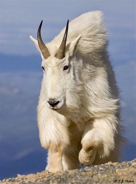 mountain goat north america
