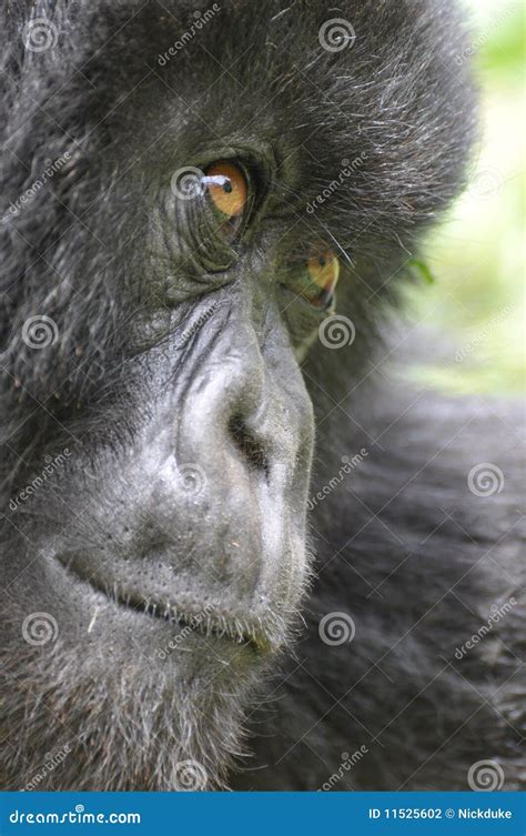 mountain gorilla close up