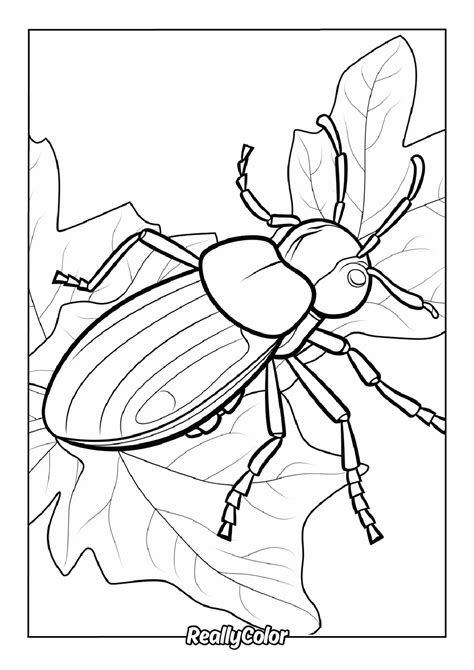 Mountain Pine Beetle Coloring Page
