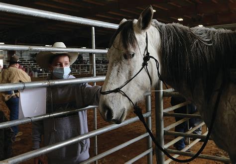 mountain view horse sale