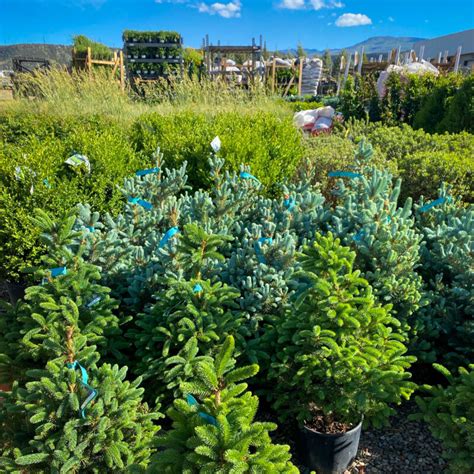 Mountain View Tree Farm