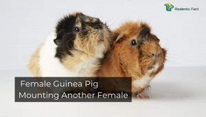 Mounting Guinea Pigs